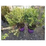 2 -- Cobalt-N-Gold Hypericum