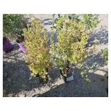 2 -- Marmalade Potentilla