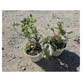 2 -- Rose Mystery Plants