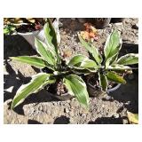 2 -- Patroit Hosta