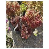 4 -- Orange Torch Barberry