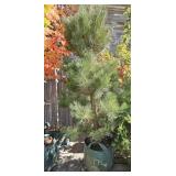 1 -- Austrian Pine