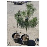 2 -- Scotch Pines