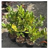 6 -- Compact English Laurel
