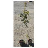 2 -- Hedge Maple