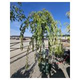 1 -- Double Pink Weeping Cherry