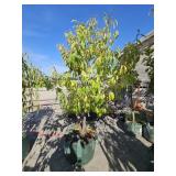 1 -- Italian CVI Plum