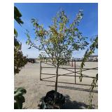 1 -- Harrow Sweet Pear