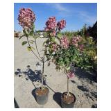2 -- Firelight Hydrangea