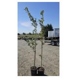 2 -- Regal Prince Oak