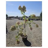 1 -- Limelight Hydrangea