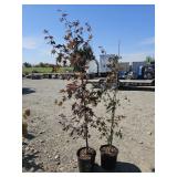 2 -- Bloodgood Japanese Maple