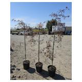 3 -- Tamukeyama Maple