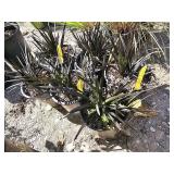 6 -- Black Mondo Grass
