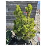 2 -- Mystery Evergreen