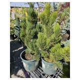 2 -- Mystery Evergreen