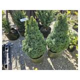 2 -- Sanders Blue Spruce