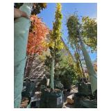 1 -- Heritage Oak