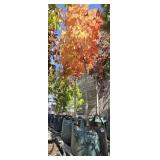 2 -- Fall Fiesta Maple