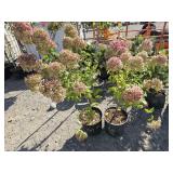 2 -- Little Lime Hydrangea