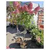 2 -- Quick Fire Fab Hydrangea
