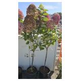 2 -- Little Lime Punch Hydrangea