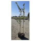 2 -- Regal Prince Oak
