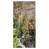 1 -- Red Oak Tree