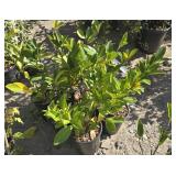 6 -- Compact English Laurel