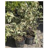 4 -- Cool Splash Dwarf Bush Honeysuckle