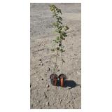 2 -- Hedge Maple