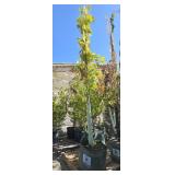 1 -- Heritage Oak