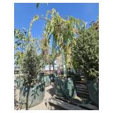 1 -- Double Pink Weeping Cherry