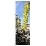 1 -- Autumn Gold Ginkgo