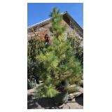 1 -- Himalayan White Pine