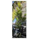 2 -- Golden Rider Leyland Cypress
