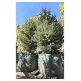2 -- White Black Hills Spruce