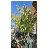 1 -- Italian-CVI Plum