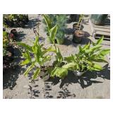 3 -- Robert Kemp Canna Lily