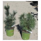 2 -- Western White Pine