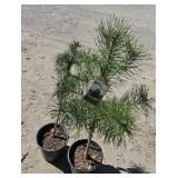 2 -- Scotch Pines