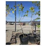 2 -- Evergreen Magnolia
