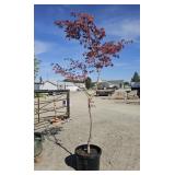1 -- Select Red Japanese Seedling Maple