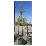 1 -- Paperbark Maple