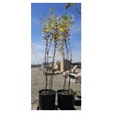 2 -- Heritage Birch