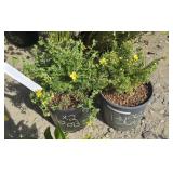 2 -- Goldfinger Potentilla