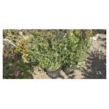 2 -- Henry Waterer Spirea