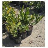 6 -- Compact English Laurel