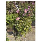 5 -- Anemone Robustissmal
