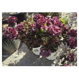 2 -- Akadama Hydrangea